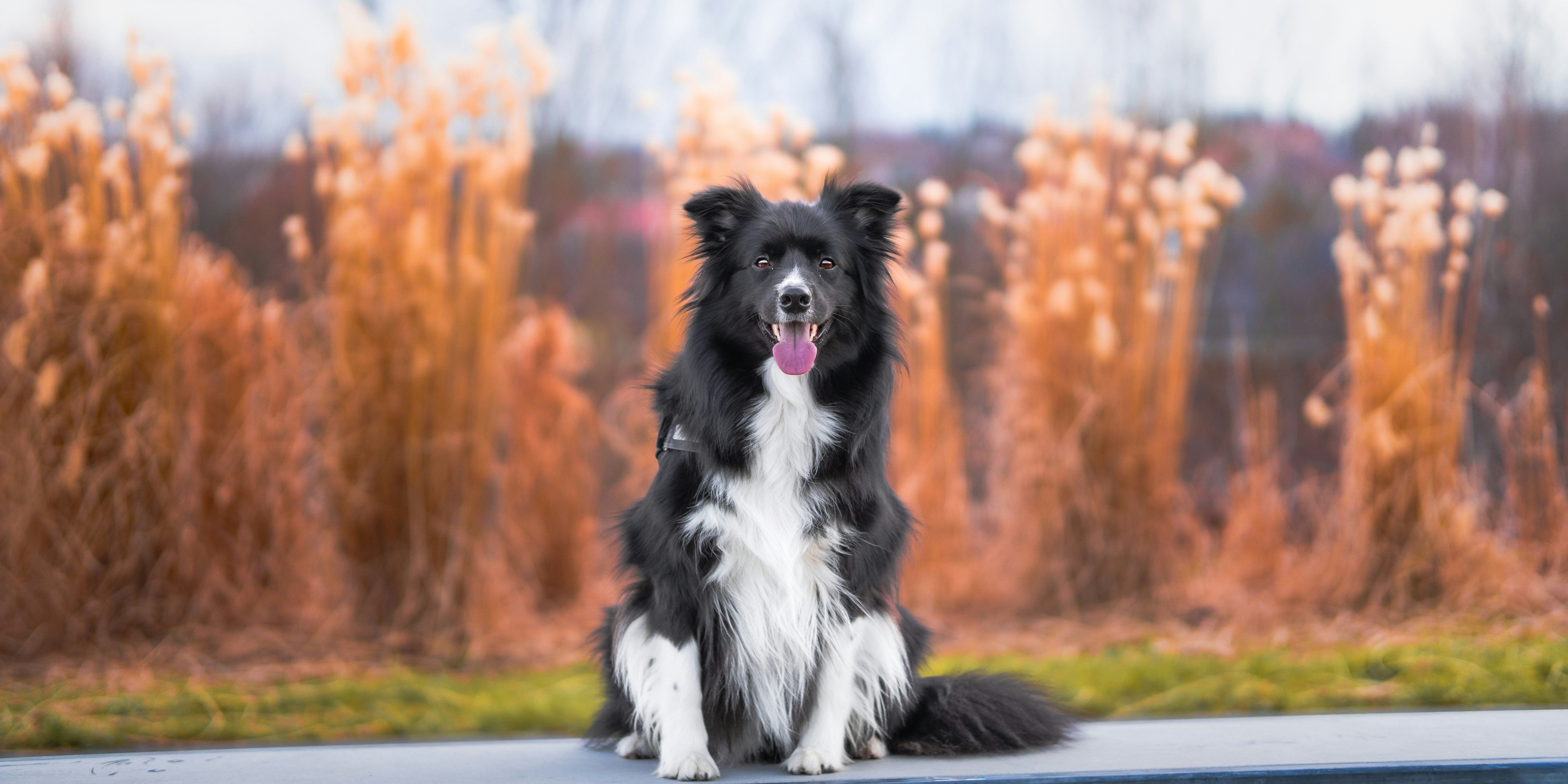 Border Collie Training For First-Time Owners - Pet Tech