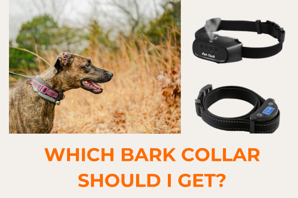 Dog wearing a bark collar next to two collar options