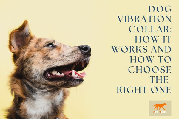 Dog Vibration Collar: How It Works and How To Choose The Right One