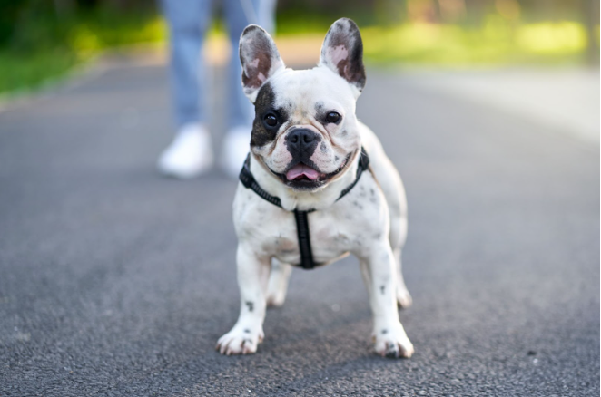 Behavioural Solutions for French Bulldog Barking Incessantly: What Works?