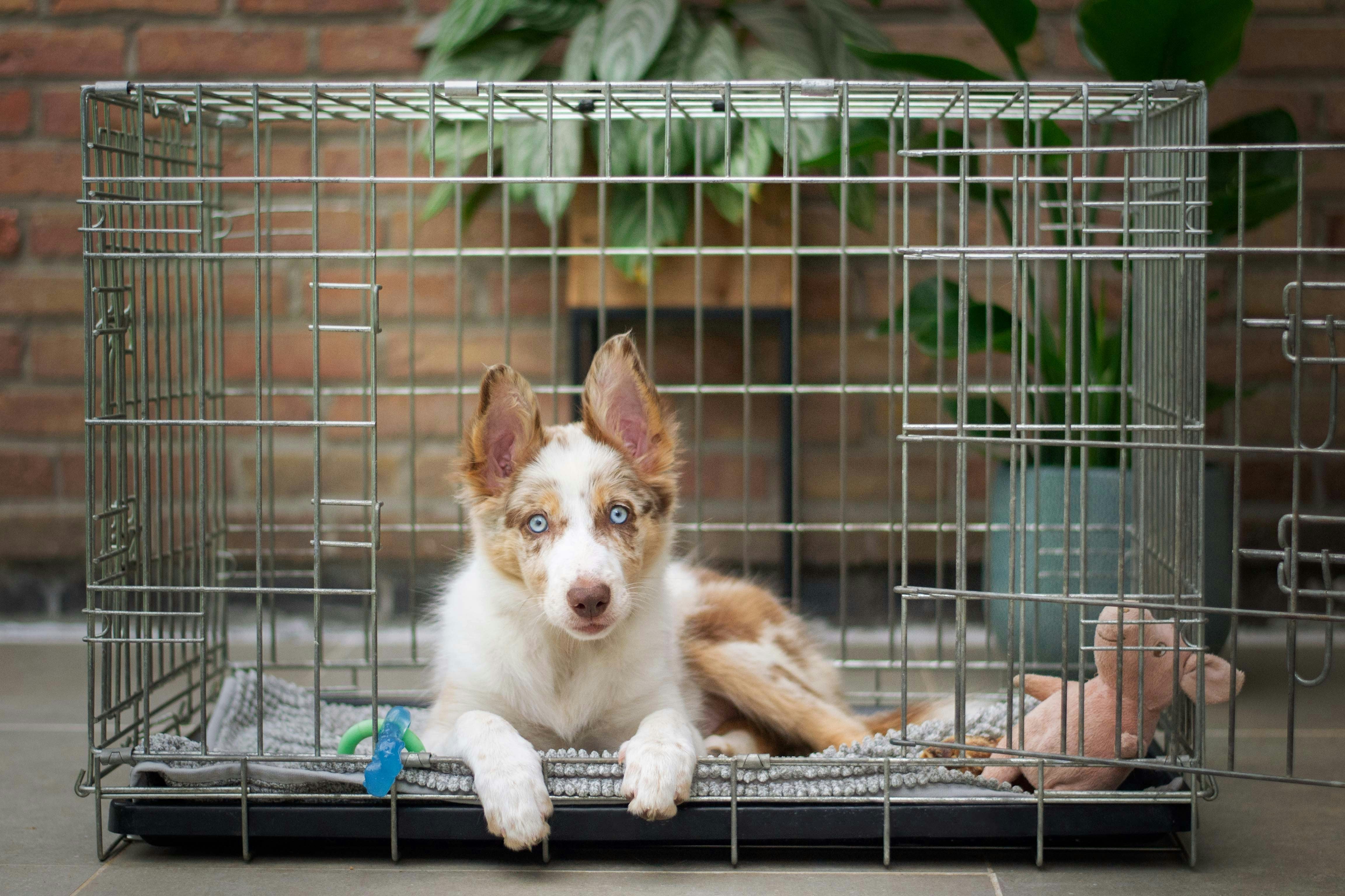 The Role of Bark Collars in Crate Training a Dog
