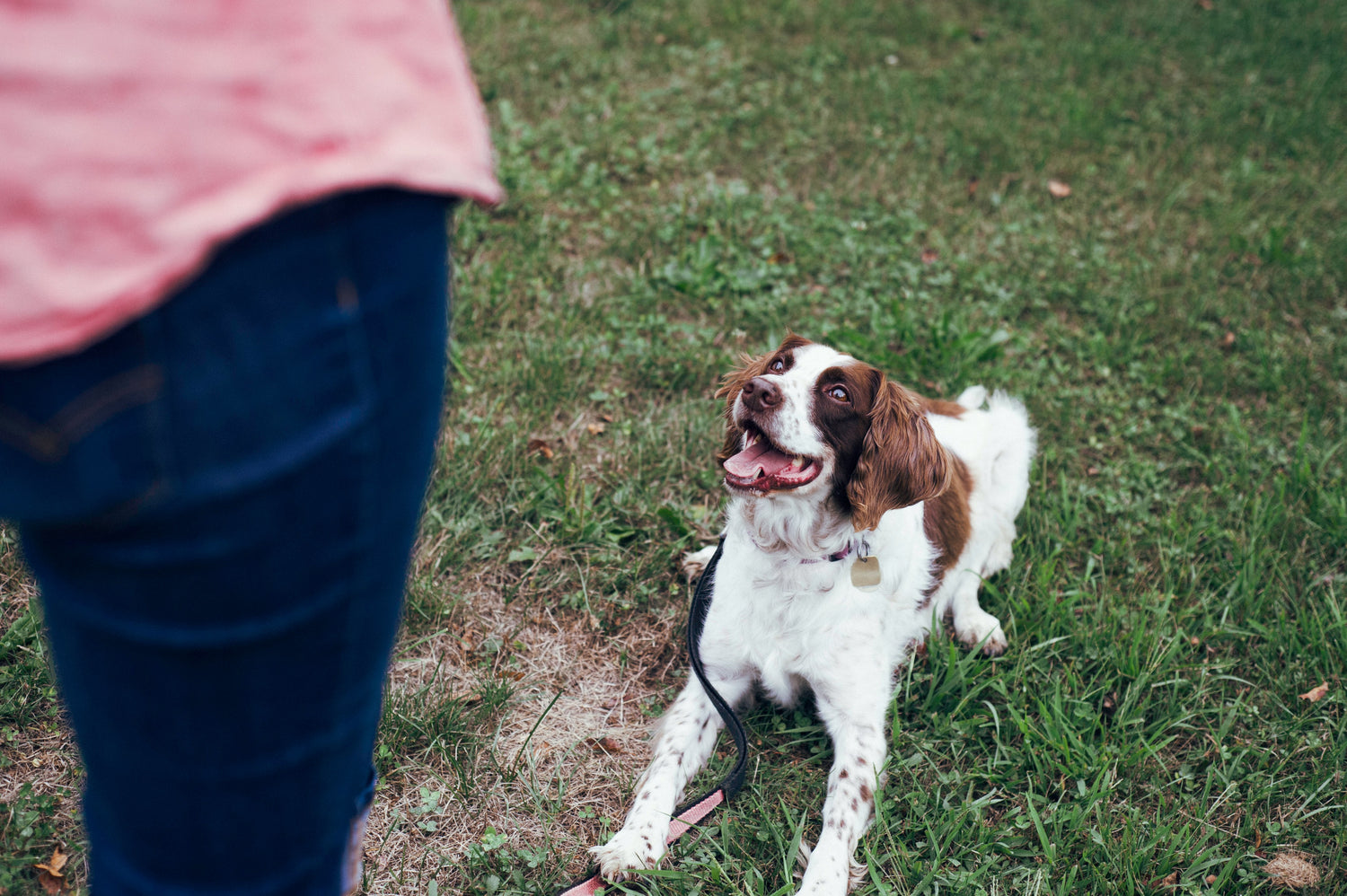 Do's and Don'ts of Aggressive Dog Training