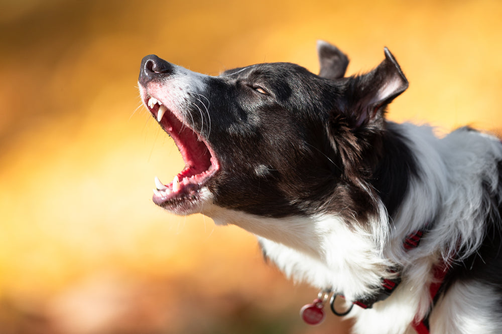 dog barking with mouth wide open
