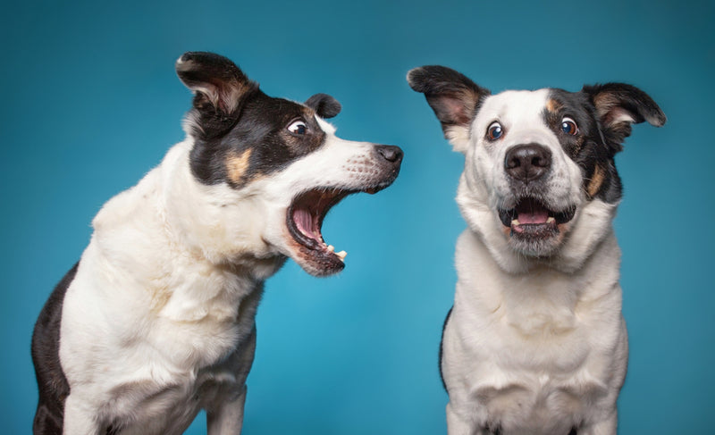 What Is Excessive Dog Barking? (AU Laws Explained)