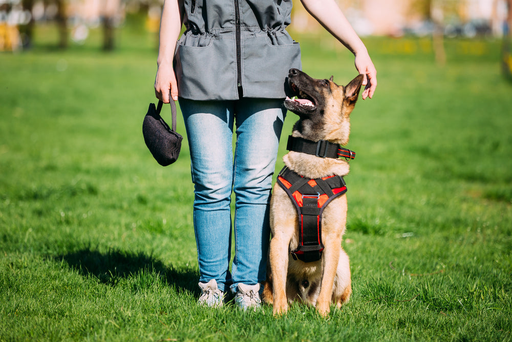 Dog sitting beside its handler during outdoor training