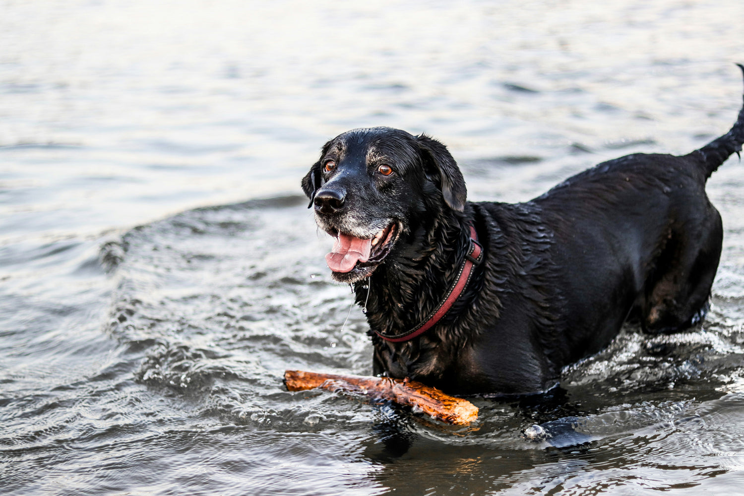 Australian Large Dog Breeds: Training Tips with Bark Collars