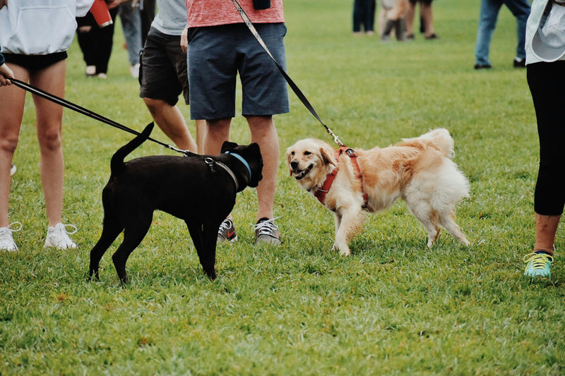 Dog Socialisation Training: Top Tips for Teaching Your Dog to Socialise