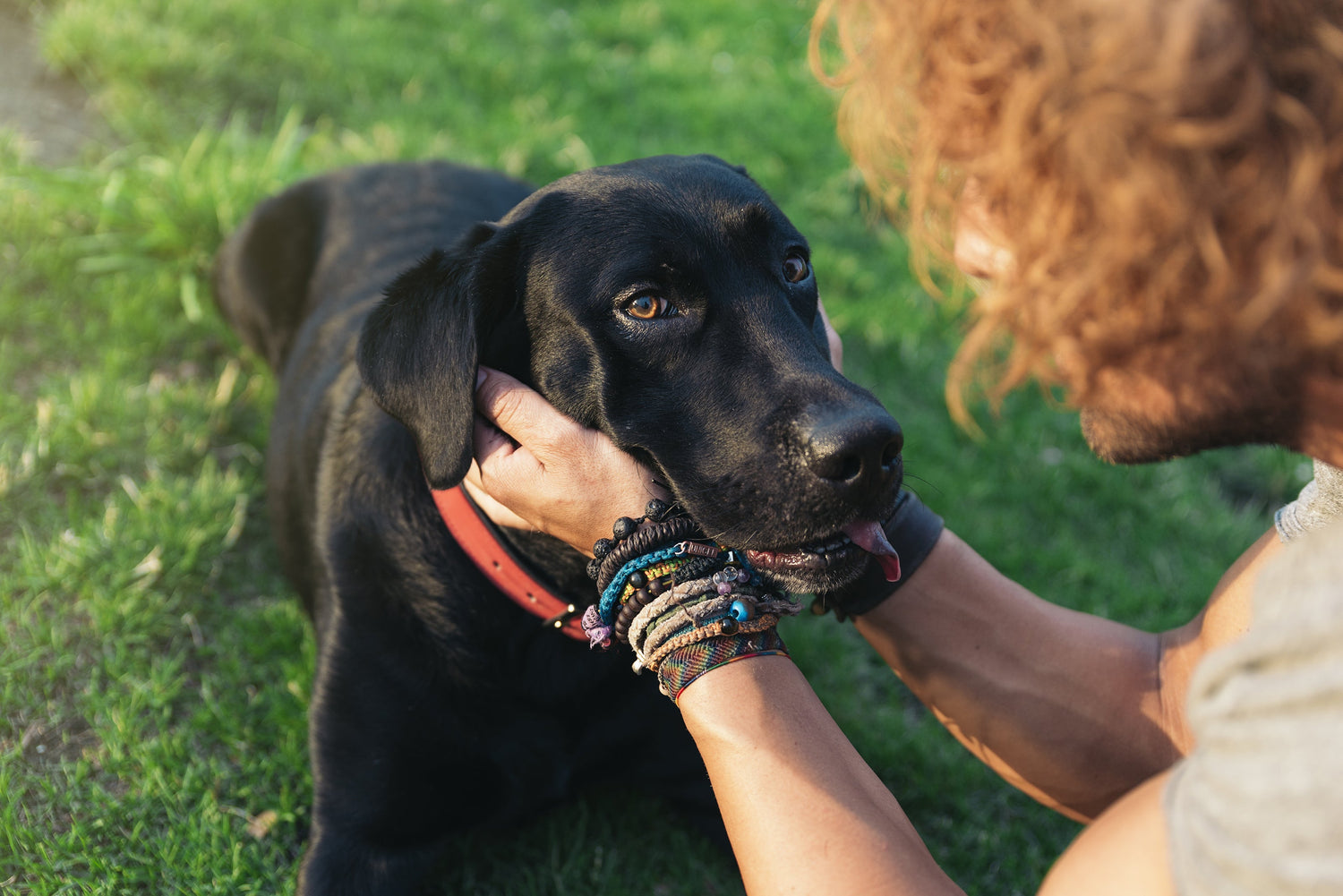 Using Ultrasonic Sound to Stop Dog Barking: A How-To Guide