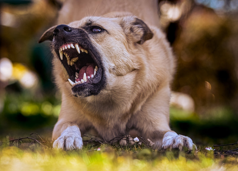 Excessive Dog Barking: Solutions for a Quieter Home