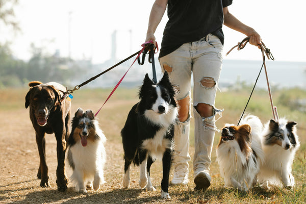 Bark Collars for Multiple Dogs: Tips for Effective Multi-Pet Training