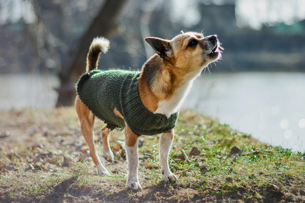 My Dogs Bark At Everything: How Do I Correct Their Behaviour?