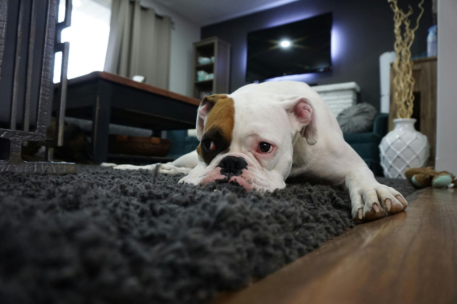 White boxer dog lying on a rug indoors