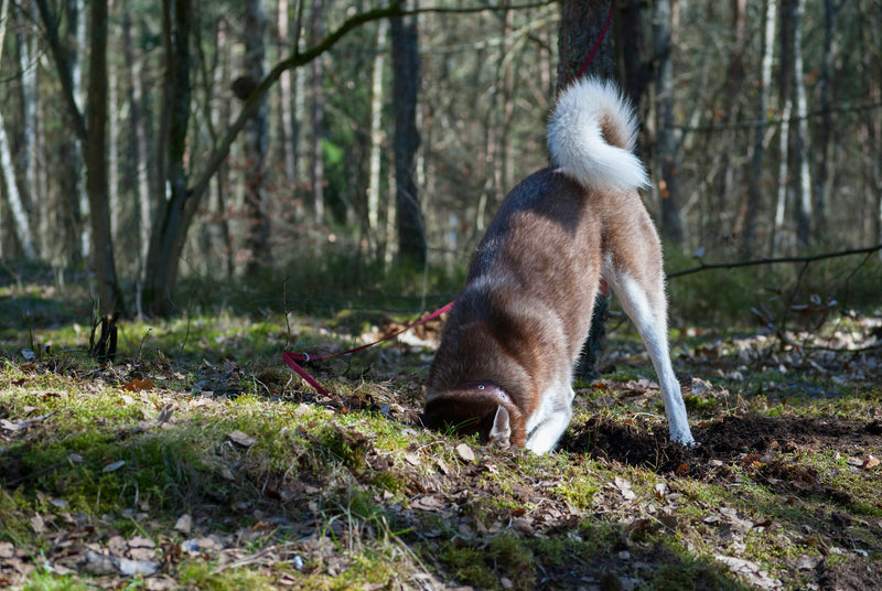 Dog Digging Under Fence? Here's How to Fix The Problem