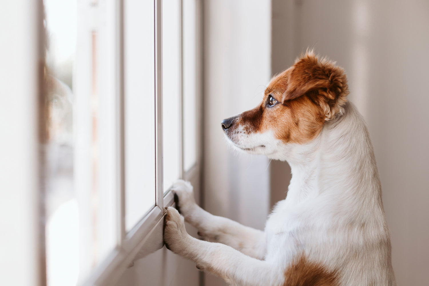 Dog standing at a window looking outside