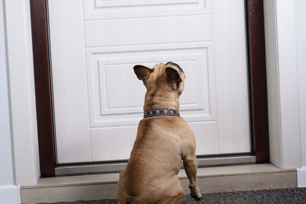 how to stop dog barking when left alone
