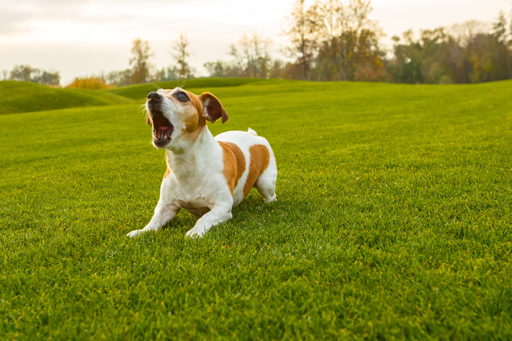 Small dog barking while playing on green grass