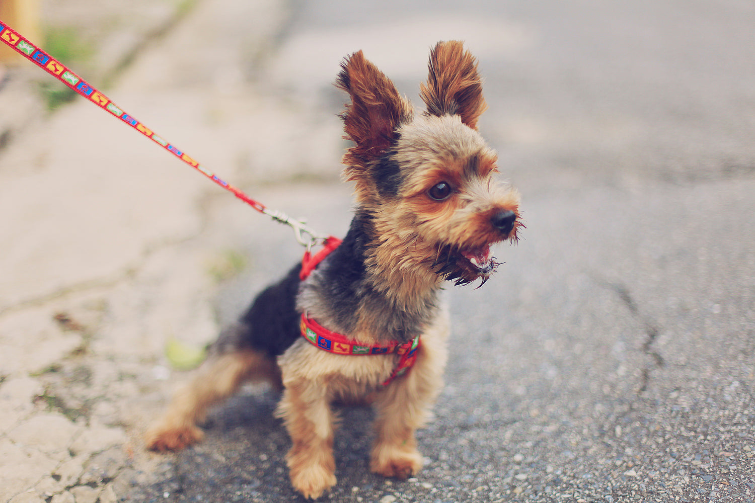 How to Calm a Dog Down Instantly When They're Excited and Bark a Lot