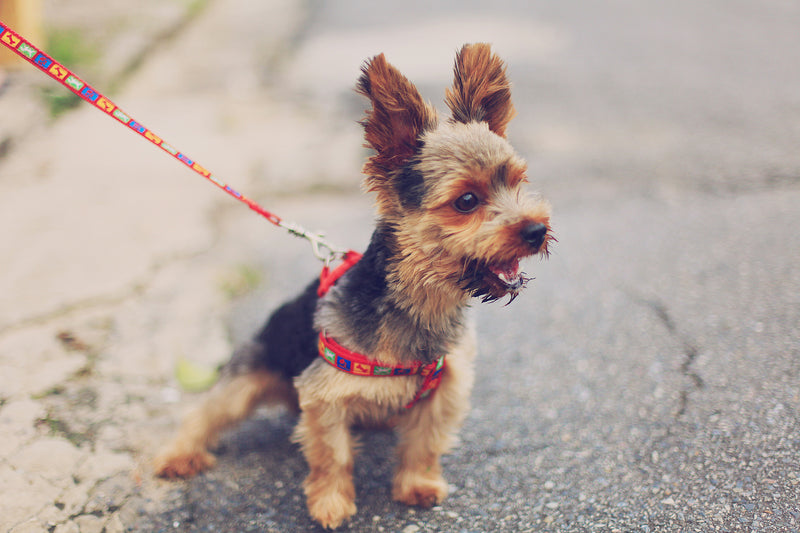 How to Calm a Dog Down Instantly When They're Excited and Bark a Lot