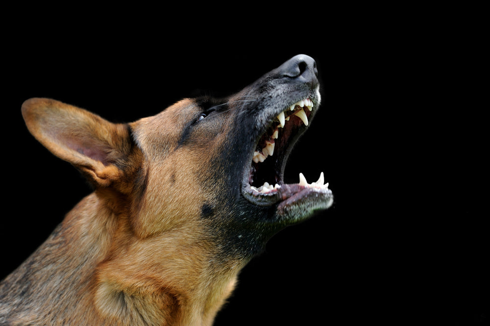German shepherd barking