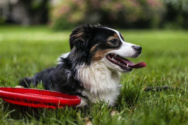 Positive Reinforcement in Australian Shepherd Training