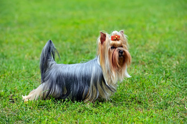 The Best Training Methods for Australian Silky Terrier Dogs