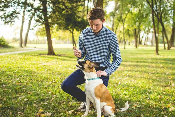 Dog Recall Training with E Collars