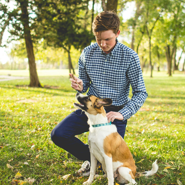 Dog Recall Training with E Collars