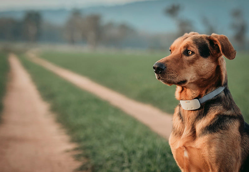 Citronella collar petstock on sale
