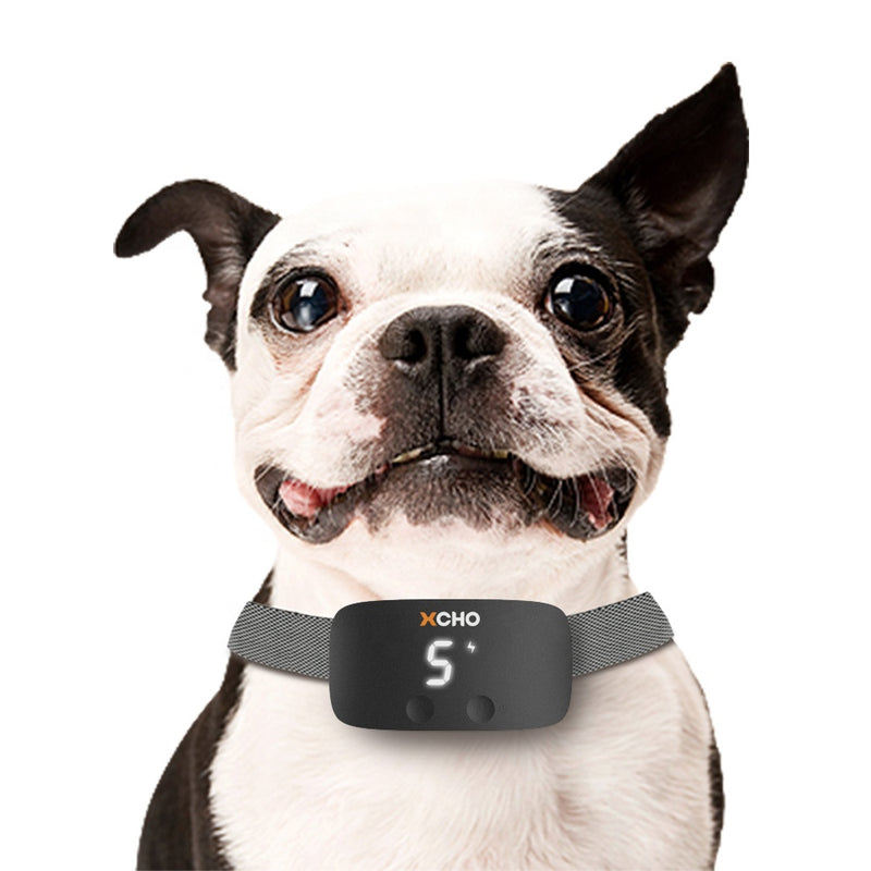 small dog wearing the XCHO black collar