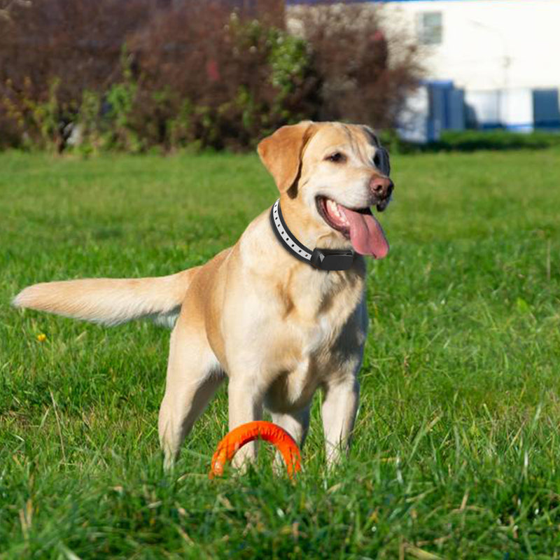 dog wearing a ptz-862 dog boundary collar