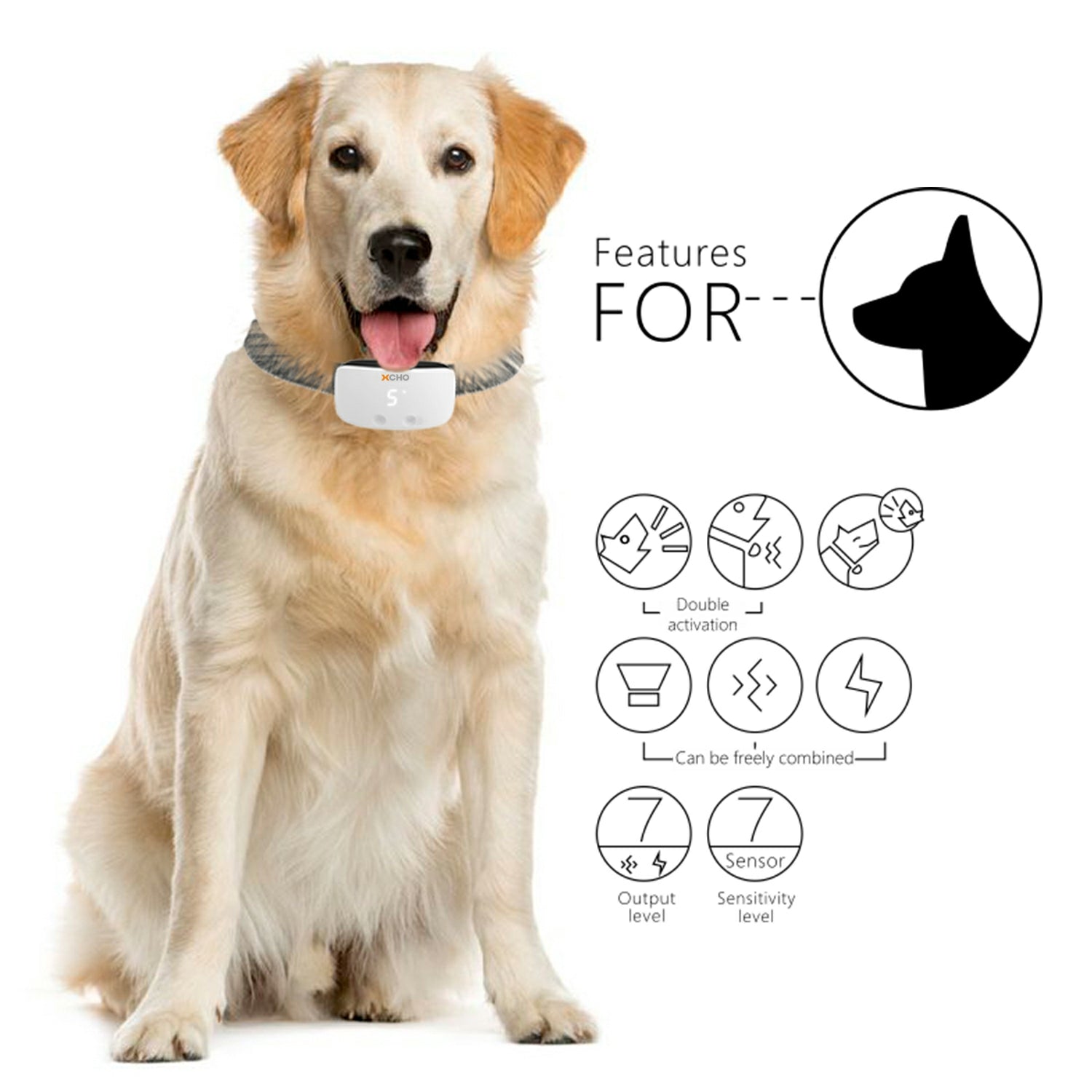 white dog wearing the XCHO bark collar